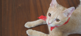 How to Protect Hardwood Floors from Pets