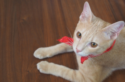 hardwood floors and pets